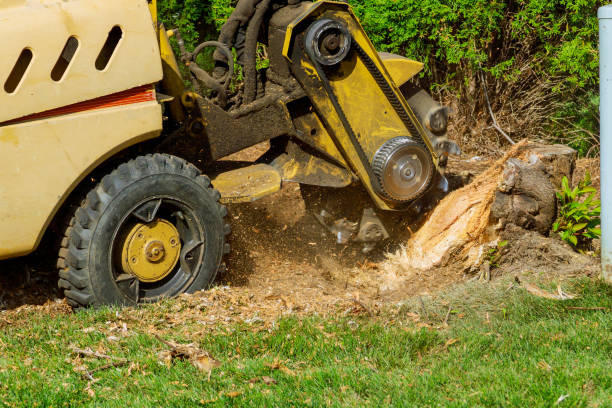 Best Tree Branch Trimming  in Brigham City, UT